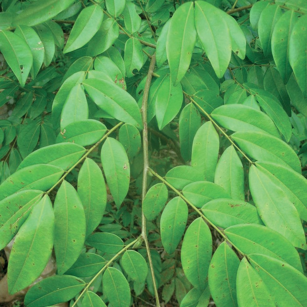 COPAIBA