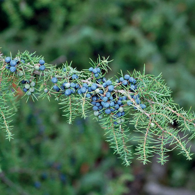 JUNIPER COMMUNIS