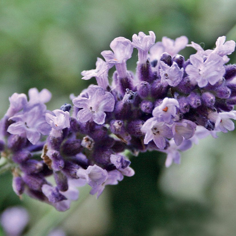 REAL LAVENDER