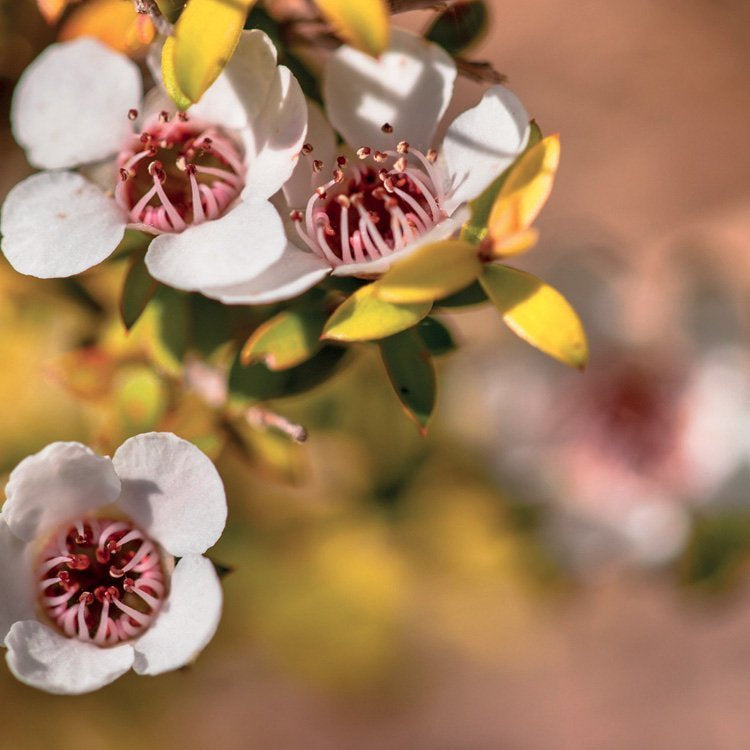 MANUKA
