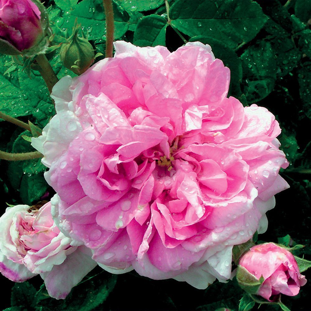 ROSA DAMASCENA