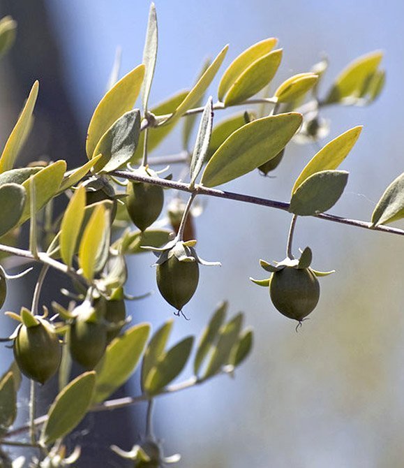 Olio di Jojoba