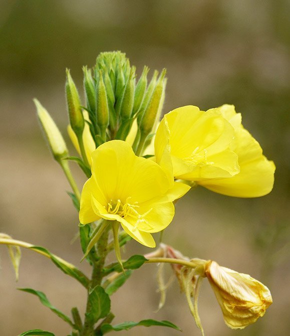 Enothera