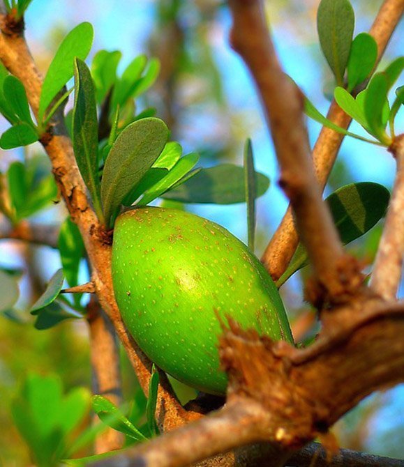 Argan