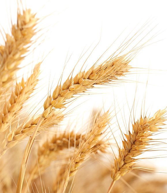 Germe di grano