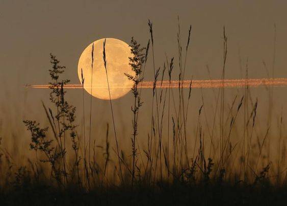 Harvest Moon